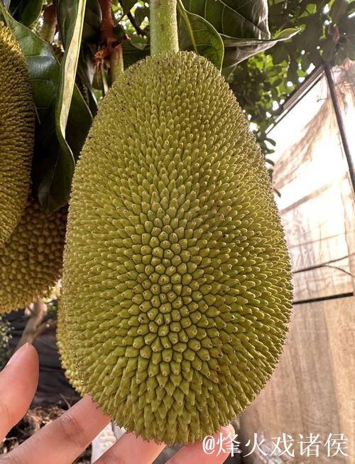 菠萝菠萝蜜在线观看视频 菠萝菠萝蜜在线观看视频